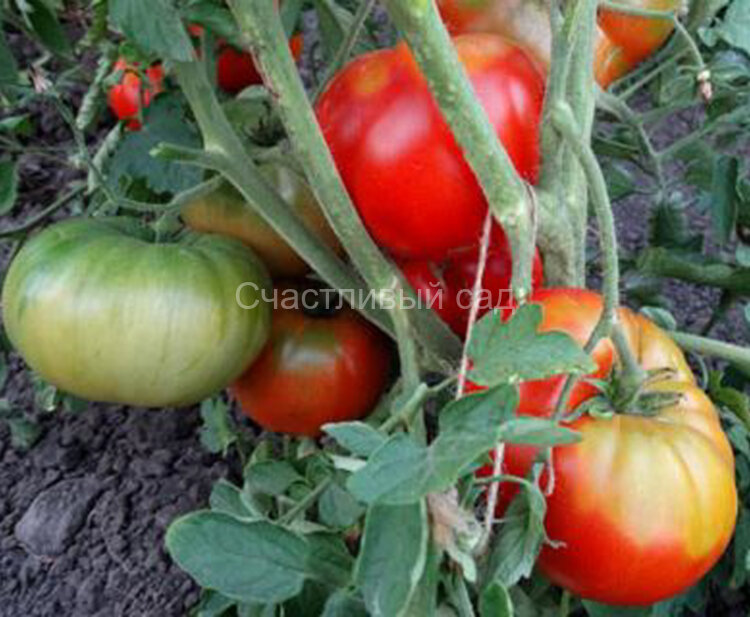 Бугай красный