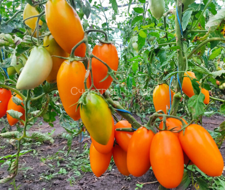 Золотое руно