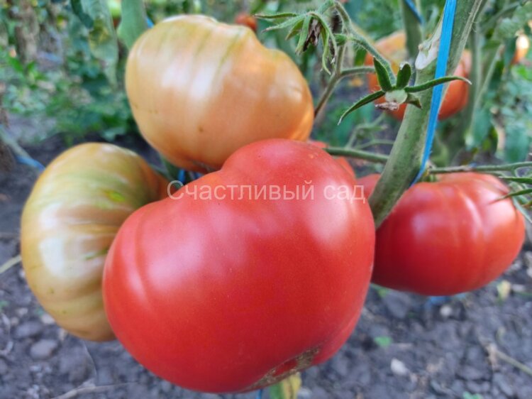 Cherven Gradinski  (Червен Градински, Красный садовый)