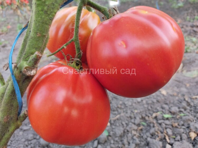 Canestrino della Garfagnana (Канестрино делла Гарфагнана)