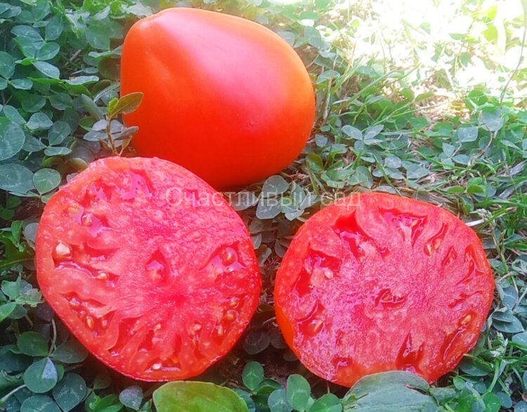 Lescana Heart (Сердце Лескана)