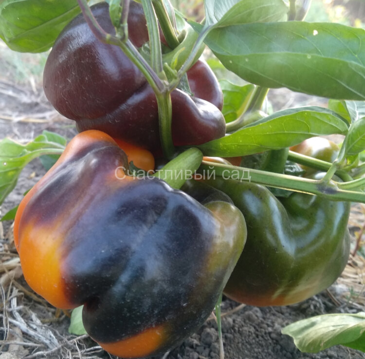 Перец Млечный путь