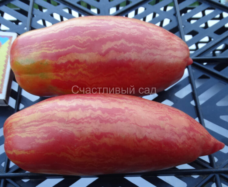 Fuego Rosa (Огненная роза)