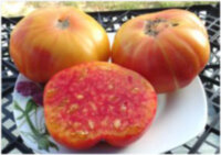 Serendipity Striped (Интуиция полосатая)