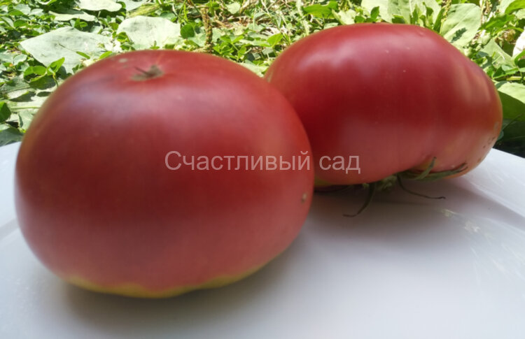 Бычий лоб минусинский