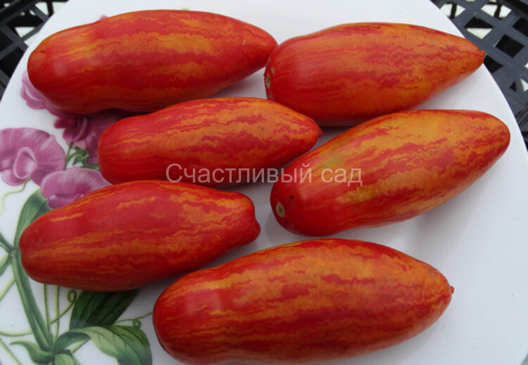 Casady’s Folly (Безумие Касади)