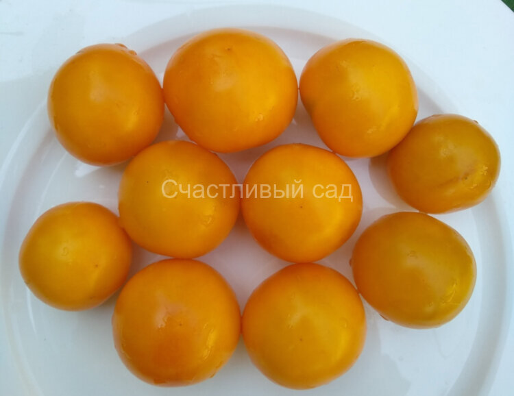 Золотой Алатау Золотой Алатау