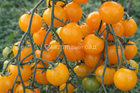 Золотой Алатау