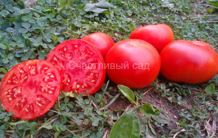 Grandma Freida (Бабушка Фрида)