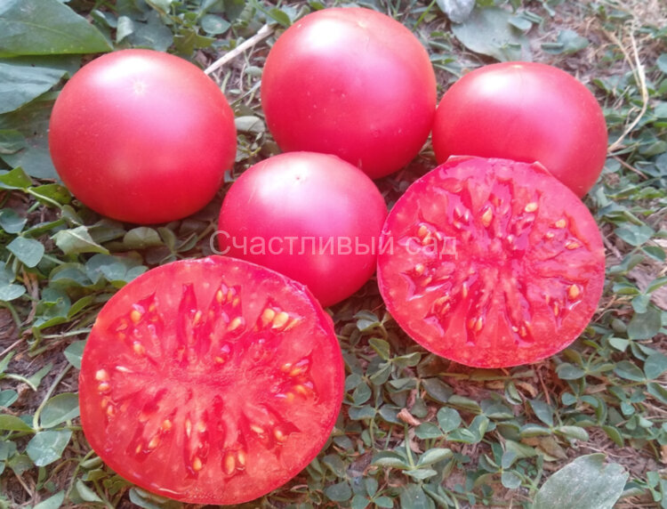 Rosi Mari (Розы Мари)