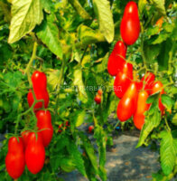 Покоритель неба (Himmelstürmer)