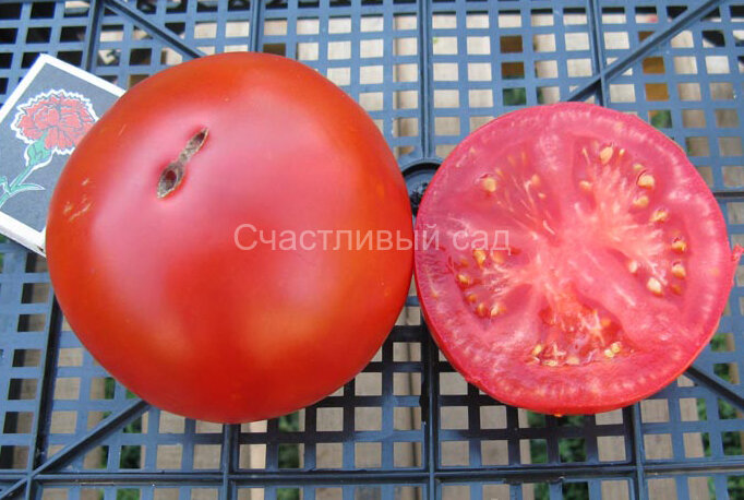 Гигант – очарование