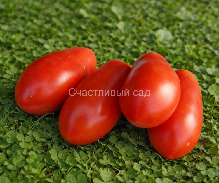 Dix Doigts de Naples (Десять пальцев из Неаполя)