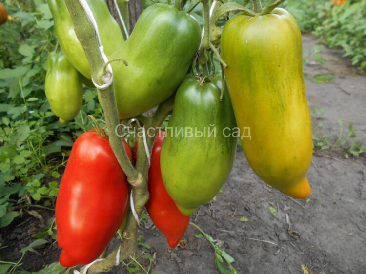 Hog Heart (Сердце борова) 