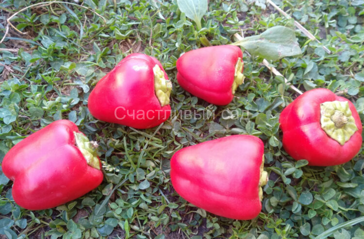 Перец Румяные щечки Перец Румяные щечки