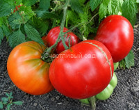 Marmande Garnier Rouge Big