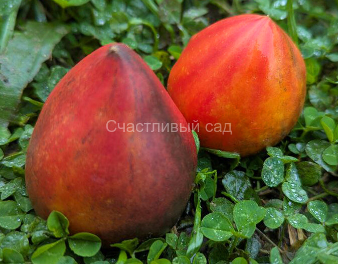 Ананасный сержант Ананасный сержант