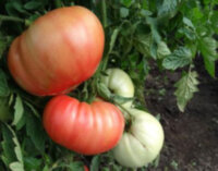 Розовое утро