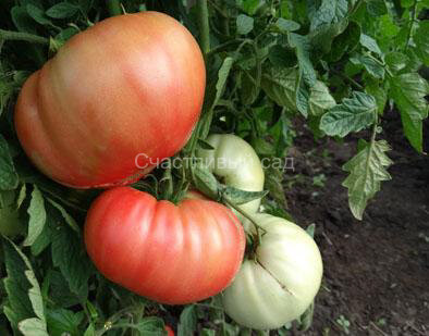 Розовое утро