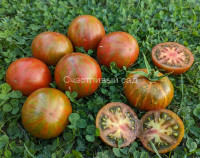 Aftershock (Афтершок)