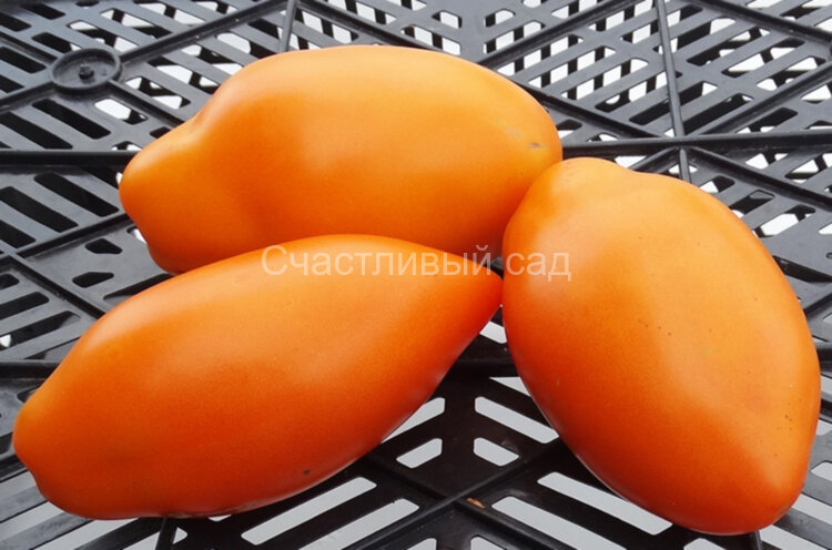 Golden Tooth (Золотой клык)