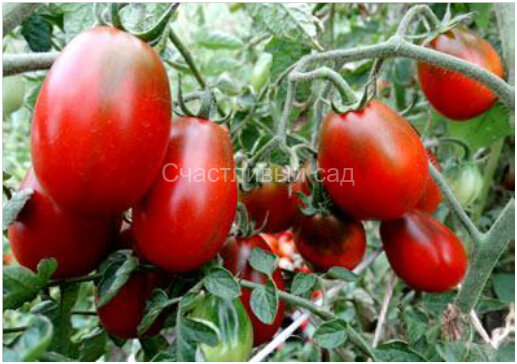 . Black Roma (Рома черная, Черный дракон)