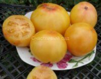 Гном Сладкая Сью (Dwarf Sweet Sue)