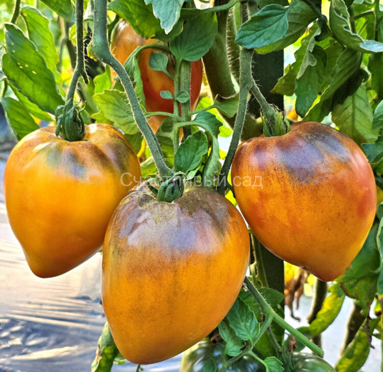 Ананасный сержант румяный