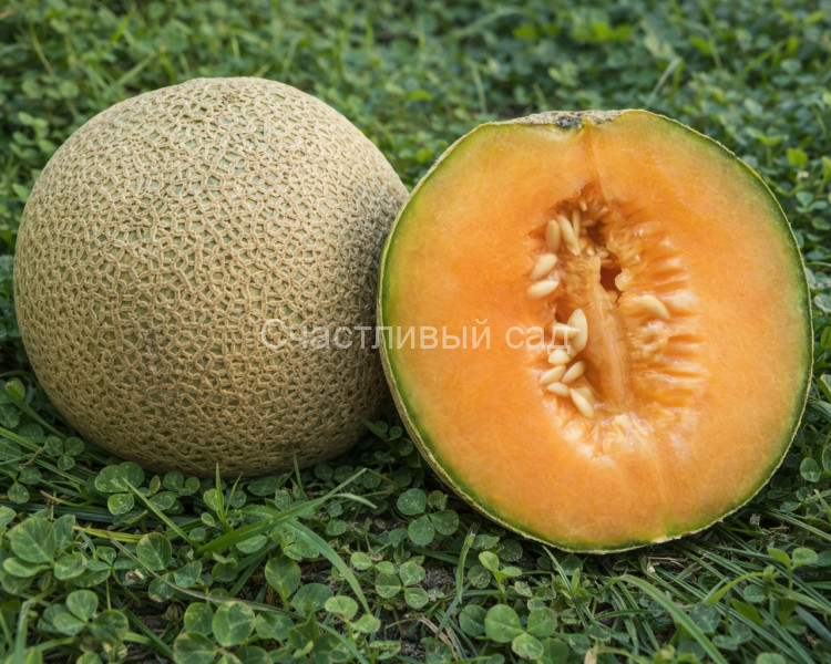 Дыня Пысанка