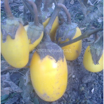 Баклажан Золотой мальчик