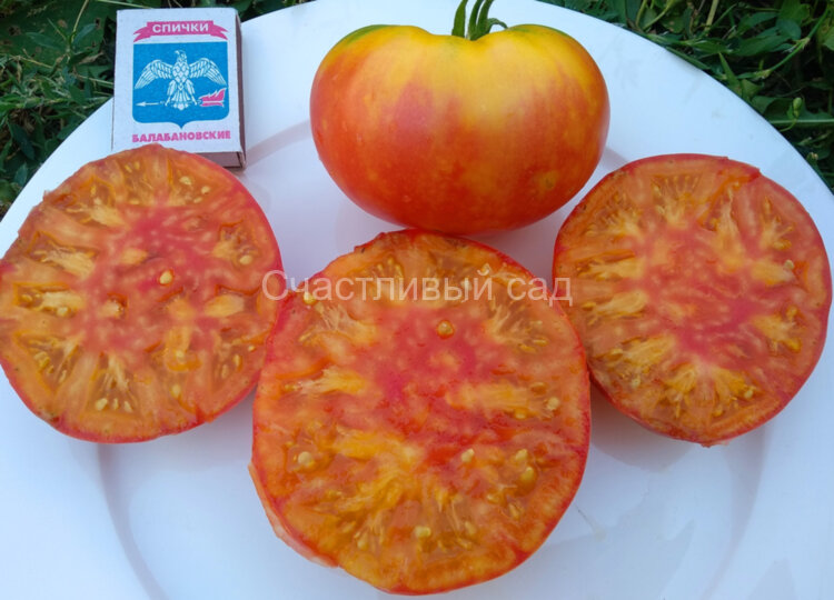 Starburg Nebula (Звёздная Туманность)