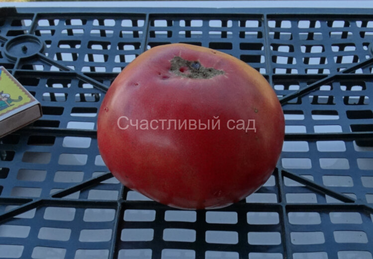 Розовый бугай