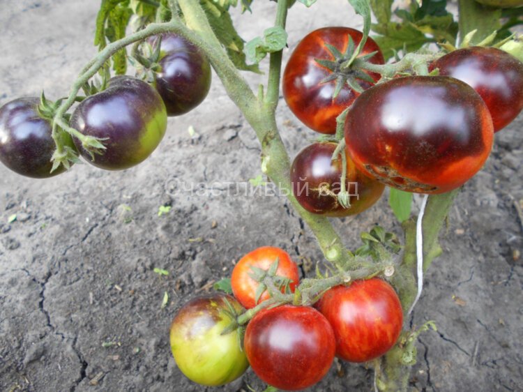 Antho Striped Dwarf (Гном Анто Полосатый)