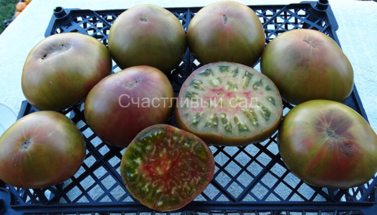 Black Sea Man (Черномор)