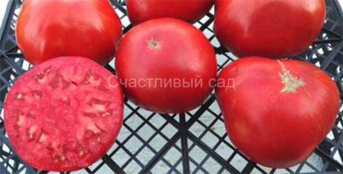 Maryland Red (Мэриленд красный)