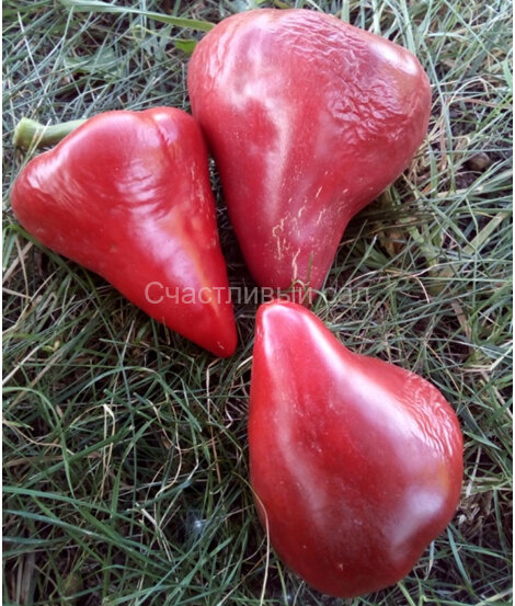 . Перец Малиновое сердце