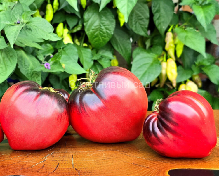 Клубничный сержант