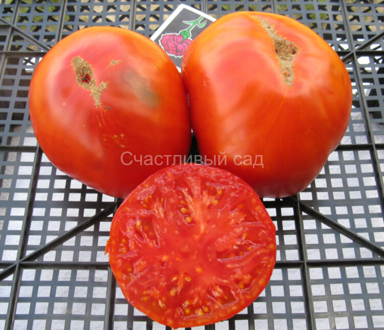 Гордость Сибири