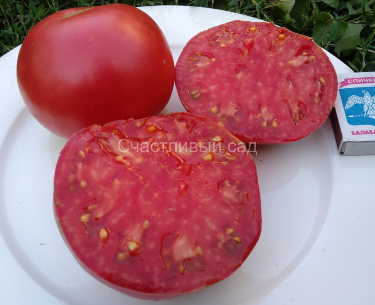 Саяногорский великан розовый