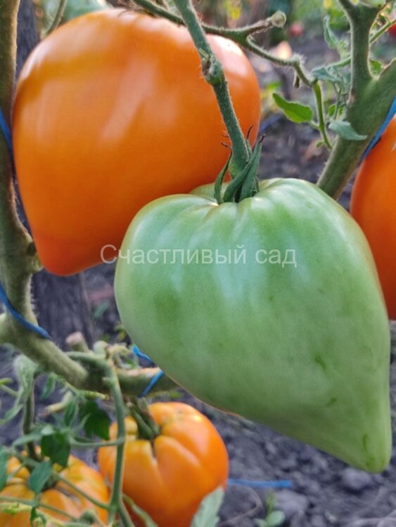 Ночная свеча