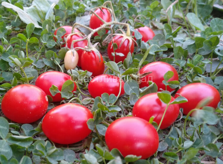 Swing ting grape (Суин Тинг Грейп)