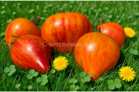 Мечта Людмилы (Ludmila’s Dream)