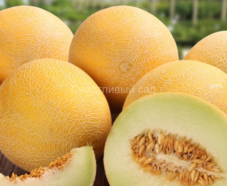 Дыня Берегиня