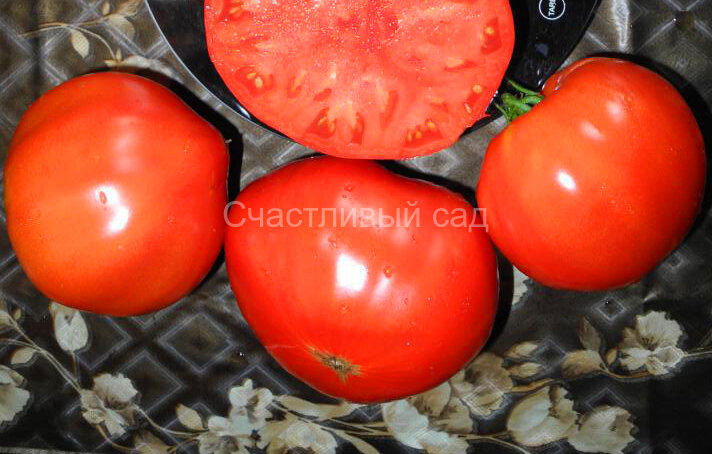 Грушанка минусинская