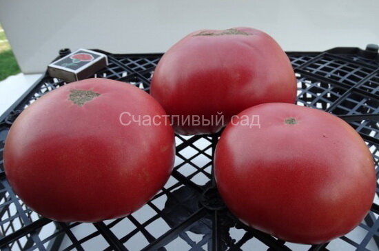 Сибирский великан розовый