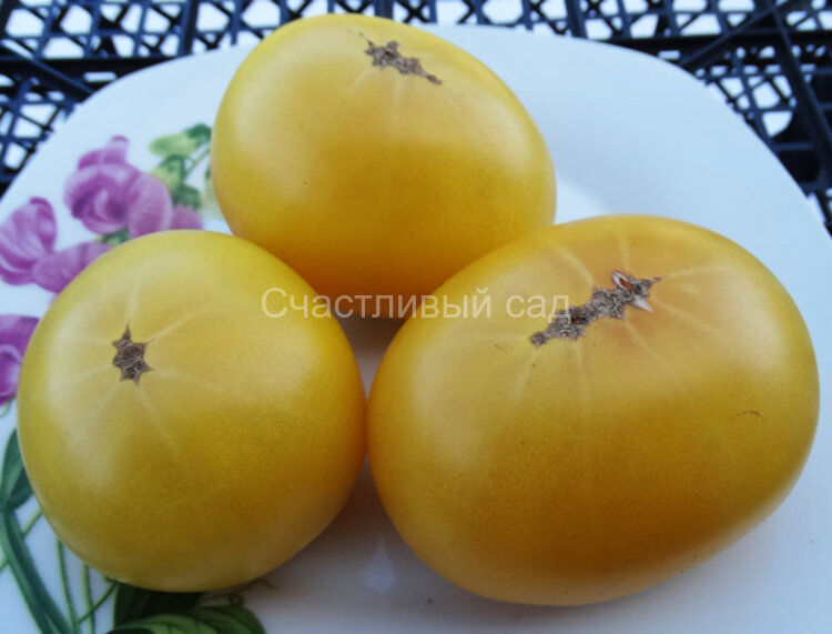 Barossa Fest Dwarf (Гном Фестиваль Баросса)