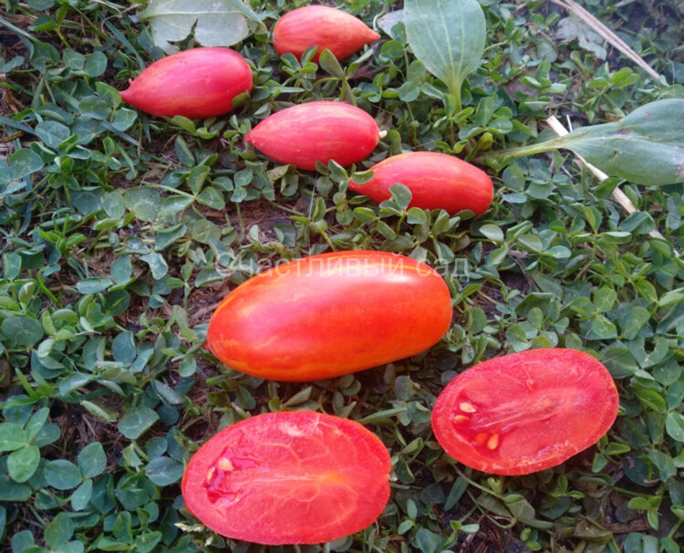 Marzano Fire (Огонь Марзано) Marzano Fire (Огонь Марзано)