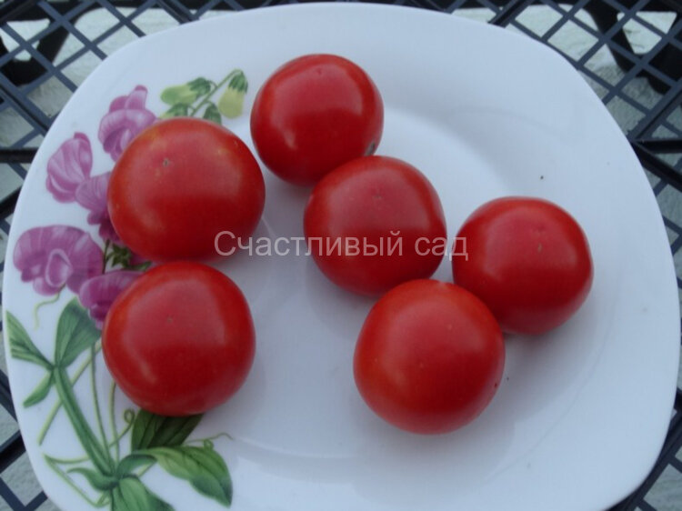 Капелла Капелла