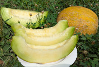 Дыня Дубовка