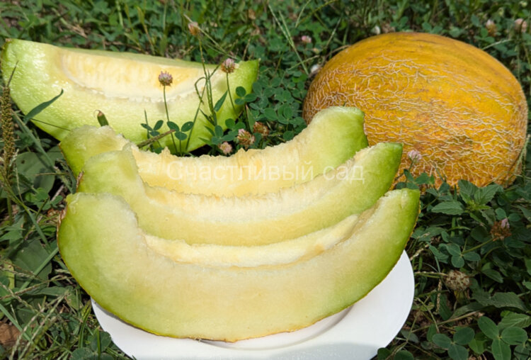 Дыня Дубовка